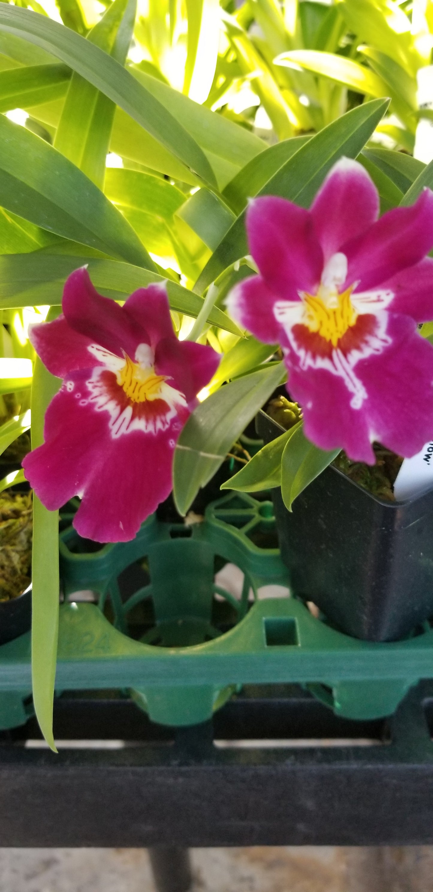 Miltoniopsis Bert Field CRIMSON GLOW.  Great addition to your collection.