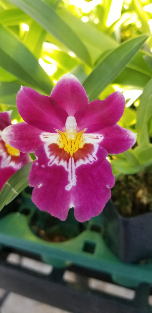 Miltoniopsis Bert Field CRIMSON GLOW.  Great addition to your collection.