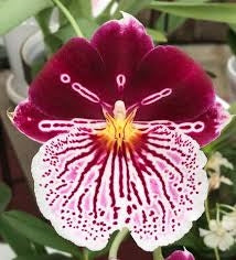 Beautiful Miltoniopsis Breathless BEAUTY Orchid. Great addition to your collection. Grown in Hawaii. Ohana (means Family in Hawaiian) Growings