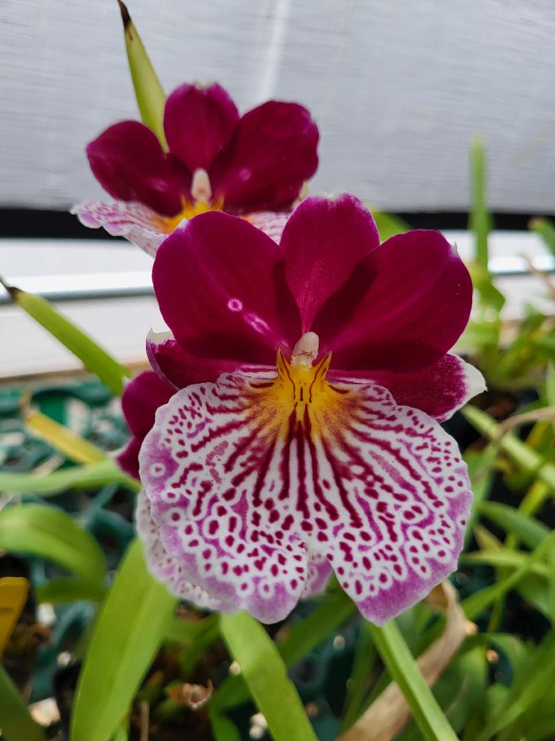 Beautiful Miltoniopsis Breathless BEAUTY Orchid. Great addition to your collection. Grown in Hawaii. Ohana (means Family in Hawaiian) Growings