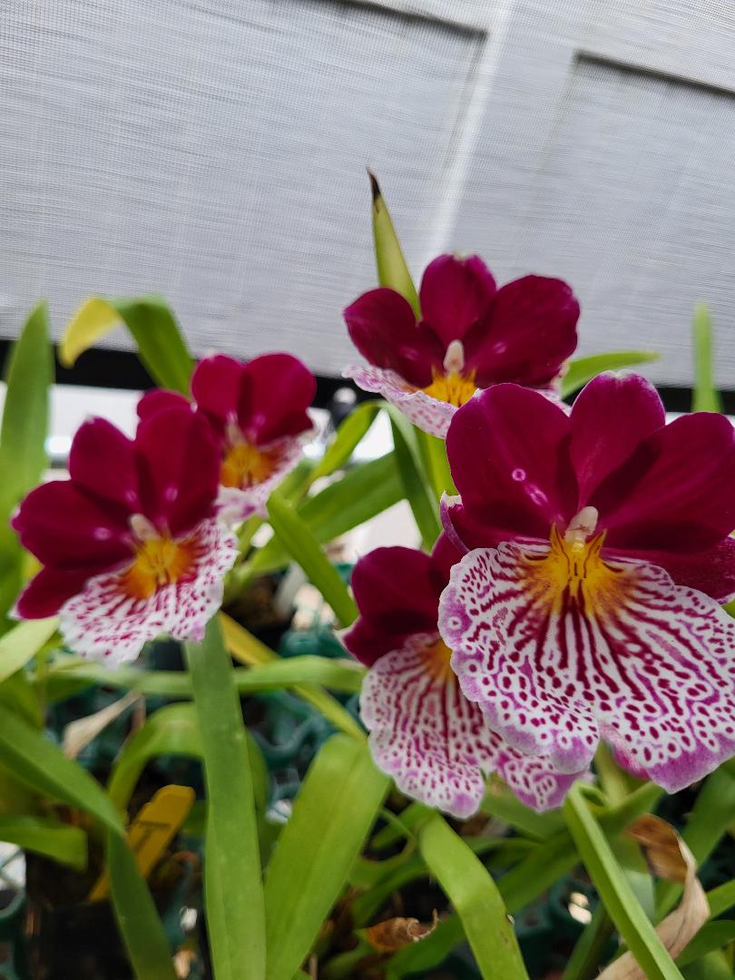 Beautiful Miltoniopsis Breathless BEAUTY Orchid. Great addition to your collection. Grown in Hawaii. Ohana (means Family in Hawaiian) Growings