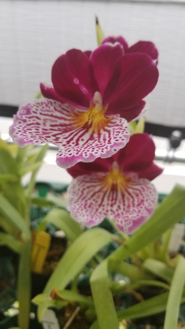 Beautiful Miltoniopsis Breathless BEAUTY Orchid. Great addition to your collection. Grown in Hawaii. Ohana (means Family in Hawaiian) Growings