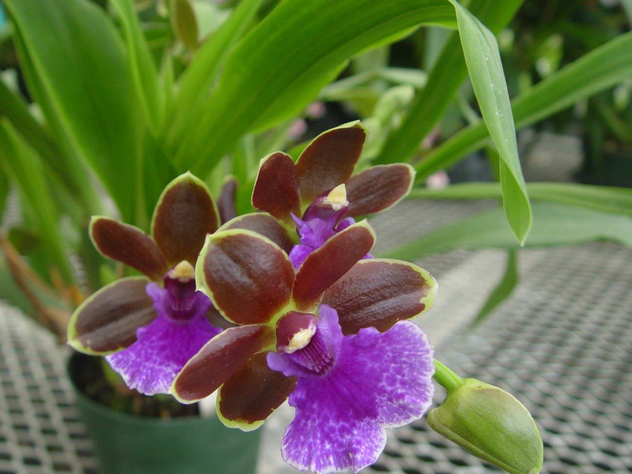 FRAGRANT! Zygopabstsia Dragon Kitten -Purrr.  Grown in Hawaii. Ohana (means Family in Hawaiian)  Growings